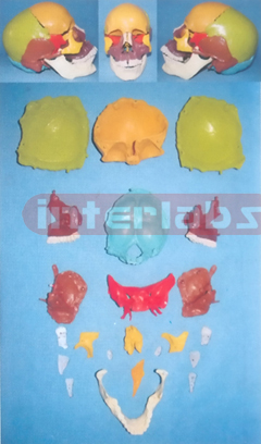 BIG ADVANCED HUMAN SKULL ASSEMBLABLE AND SEPARATABLE MODEL ARBITRARILY (22 PCS)